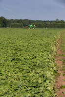 PicklingCucumber_Vlaspik_Harvest_MI_0090