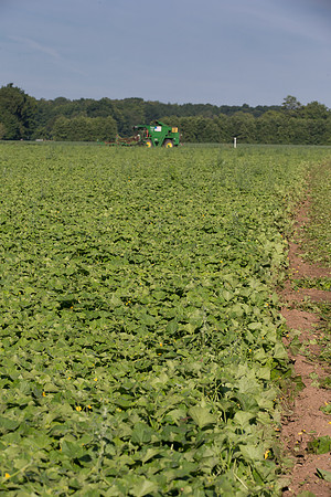 PicklingCucumber_Vlaspik_Harvest_MI_0090