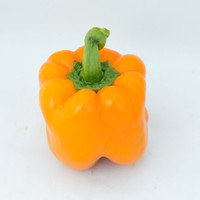 BellPepper_719_MX_0009