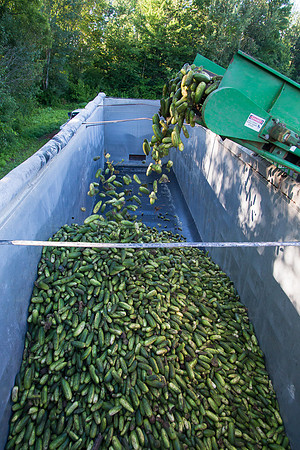 PicklingCucumber_Vlaspik_Harvest_MI_0216