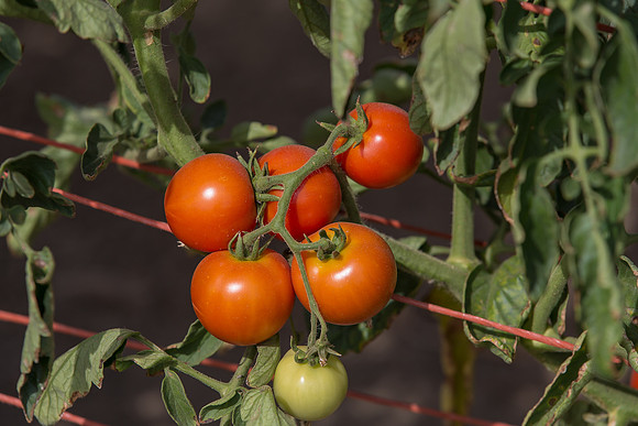 Tomato_FieldDays_Woodland_CA_0025