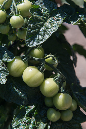 Tomato_HuskyRed_CA_0012