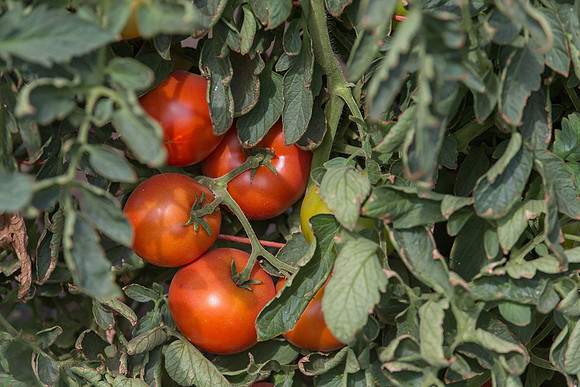 Tomato_FieldDays_Woodland_CA_0024