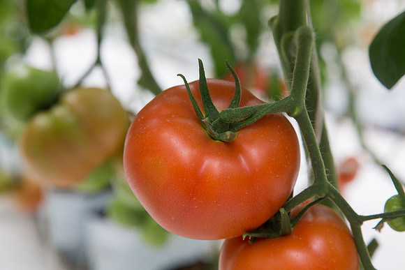 Tomato_DRW7834_MX_0047