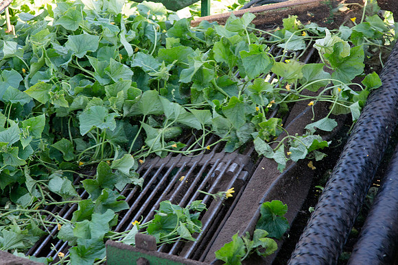 PicklingCucumber_Vlaspik_Harvest_MI_0419