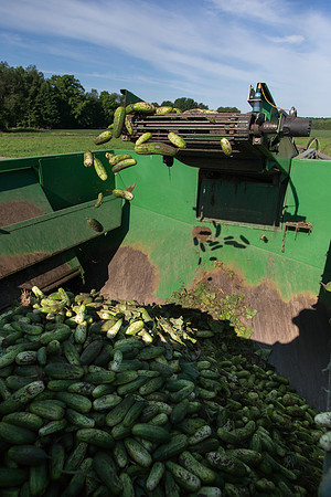 PicklingCucumber_Vlaspik_Harvest_MI_0538