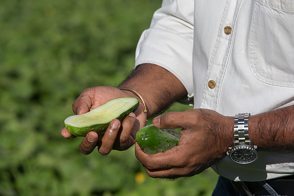PicklingCucumber_Vlaspik_Harvest_MI_0318