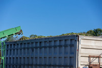 PicklingCucumber_Vlaspik_Harvest_MI_0058