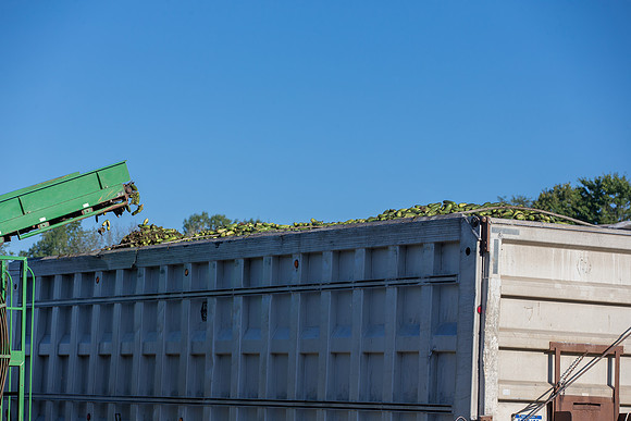 PicklingCucumber_Vlaspik_Harvest_MI_0058