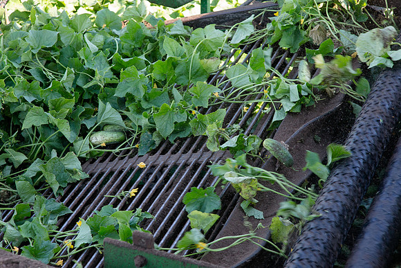 PicklingCucumber_Vlaspik_Harvest_MI_0418