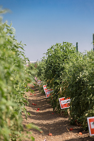 Tomato_FieldDays_Woodland_CA_0006