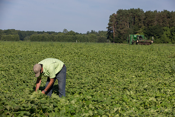 PicklingCucumber_Vlaspik_Harvest_MI_0352