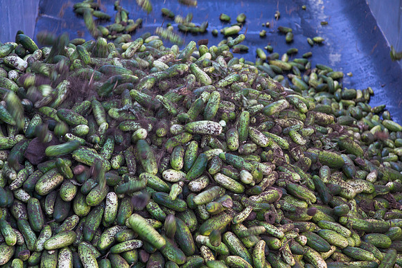 PicklingCucumber_Vlaspik_Harvest_MI_0204