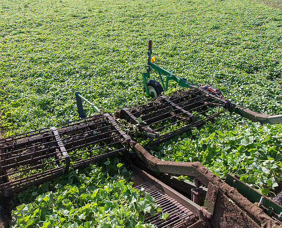 PicklingCucumber_Vlaspik_Harvest_MI_0422