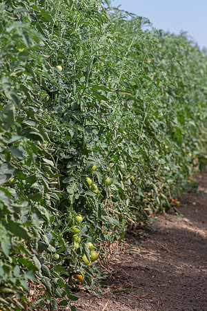 Tomato_FieldDays_Woodland_CA_0015