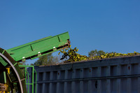 PicklingCucumber_Vlaspik_Harvest_MI_0053