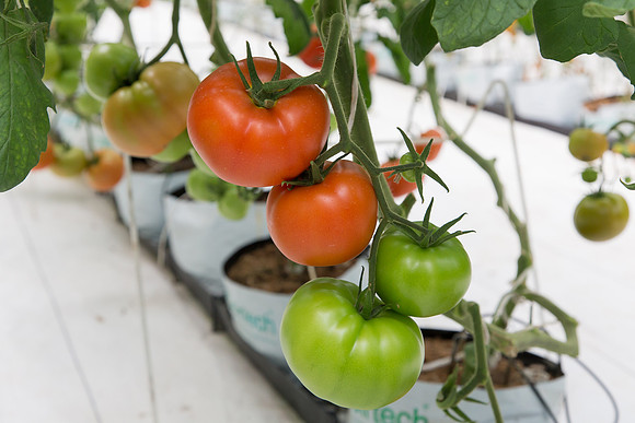Tomato_DRW7834_MX_0041