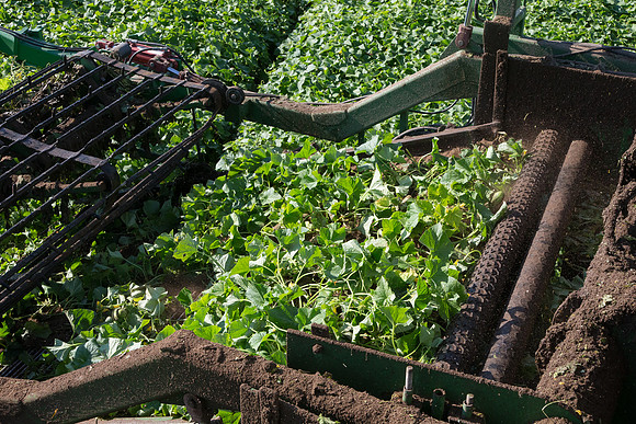 PicklingCucumber_Vlaspik_Harvest_MI_0440