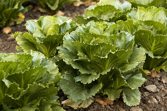 Lettuce_SV2867LG_CA_0014