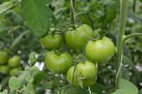 Tomato_DRW7834_MX_0034