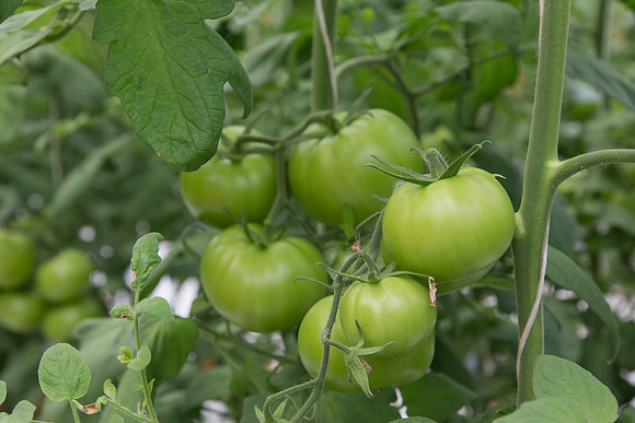 Tomato_DRW7834_MX_0034