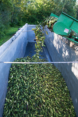 PicklingCucumber_Vlaspik_Harvest_MI_0212