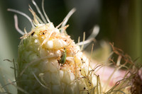 MON_Traits2018_CornRootworm_0377