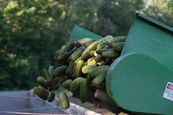 PicklingCucumber_Vlaspik_Harvest_MI_0169
