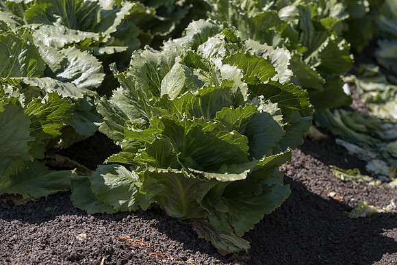 Lettuce_SV2867LG_CA_0054