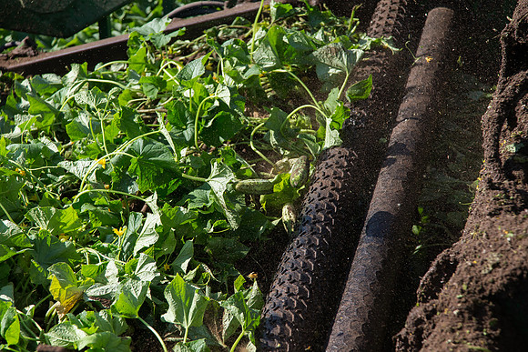 PicklingCucumber_Vlaspik_Harvest_MI_0541