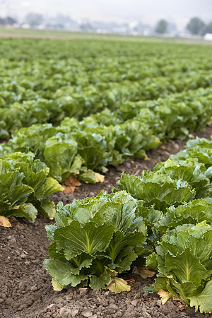 Lettuce_SV2867LG_CA_0005