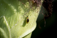 MON_Traits2018_CornRootworm_0148