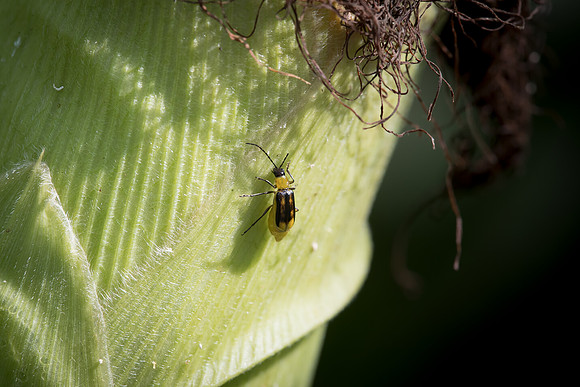 MON_Traits2018_CornRootworm_0148