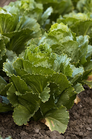 Lettuce_SV2867LG_CA_0007