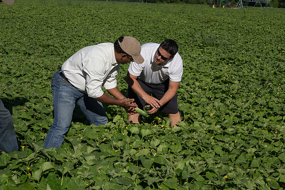 PicklingCucumber_Vlaspik_Harvest_MI_0295