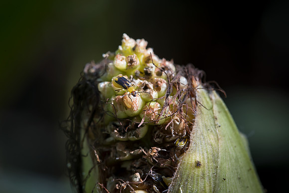 MON_Traits2018_CornRootworm_0234