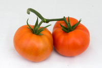 Tomato_DRW7834_MX_Group_0030