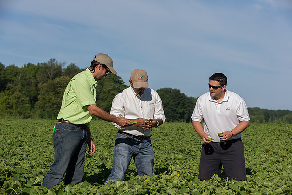 PicklingCucumber_Vlaspik_Harvest_MI_0302