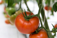 Tomato_DRW7834_MX_0045