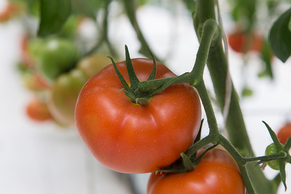 Tomato_DRW7834_MX_0045