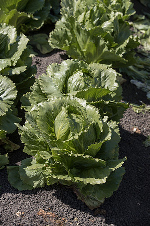 Lettuce_SV2867LG_CA_0056