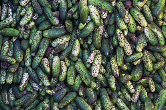 PicklingCucumber_Vlaspik_Harvest_MI_0210