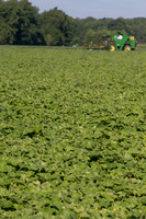 PicklingCucumber_Vlaspik_Harvest_MI_0096