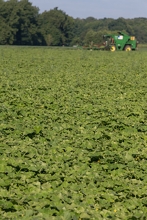 PicklingCucumber_Vlaspik_Harvest_MI_0096