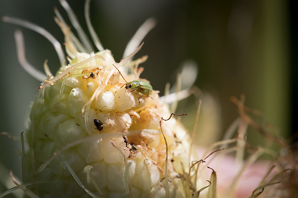 MON_Traits2018_CornRootworm_0404