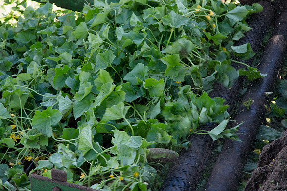 PicklingCucumber_Vlaspik_Harvest_MI_0405