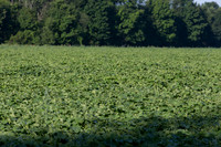 PicklingCucumber_Vlaspik_Harvest_MI_0070