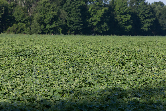 PicklingCucumber_Vlaspik_Harvest_MI_0070