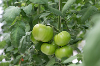 Tomato_DRW7834_MX_0006