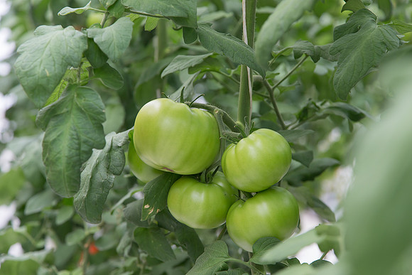 Tomato_DRW7834_MX_0006